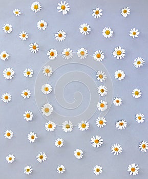 White chamomiles on a gray paper background with space for text