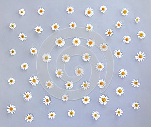 White chamomiles on a gray paper background with space for text