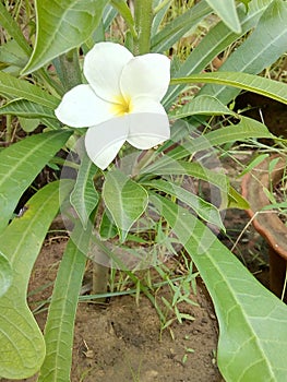 White Champa flower