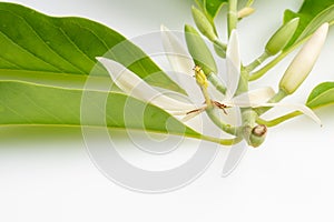 White Champak gree leaf. Michelia alba DC., Magnolia Ã— alba, Magnolia montana