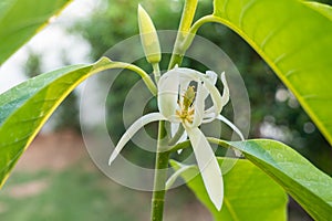 White Champaka blooming