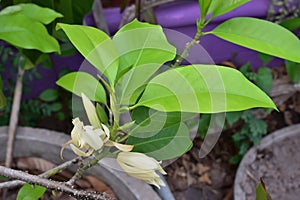 White Champaka are blooming on tree