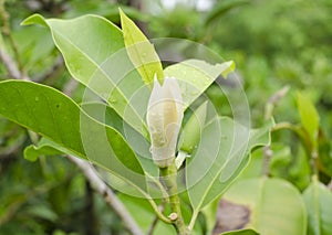 White Champaka is flower