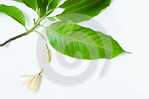 White Champaka flower s with leaves, twig and buddings decorate