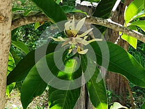 White Champaka, flowering ornamental plant with fragrance flower