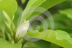 White Champaka Flowers with Green Leaves