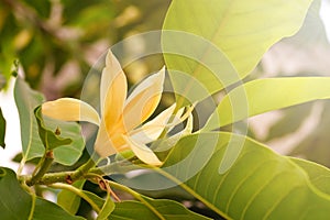 White Champaka Flowers and Green Leaves With Sunlight