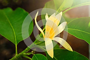 White Champaka Flowers and Green Leaves With Sunlight