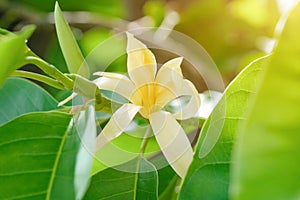 White Champaka Flowers and Green Leaves with Sunlight