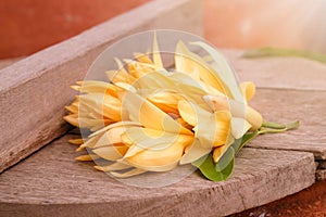 White Champaka Flowers On Wooden With Sunlight