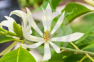 White Champaka on the tree