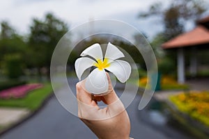 white Champaka& x27; flower