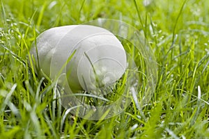 White champignon