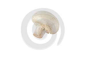 White champignon mushroom button side view isolated on white. Transparent png additional format