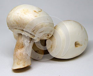 White Champignon Mushrooms