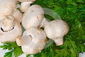 The white champignons with fresh greens