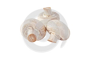 White champignons mushrooms isolated on white. Transparent png additional format