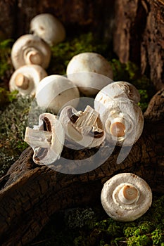 White champignons on a snag in a moss forest