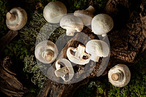 White champignons on a snag in a moss forest