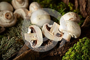 White champignons on a snag in a moss forest