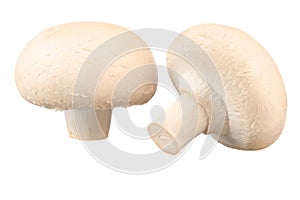 White champignons very close up on a white isolated background