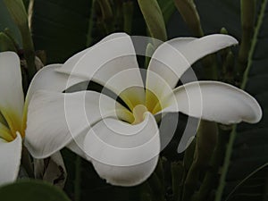 White champo flowers.