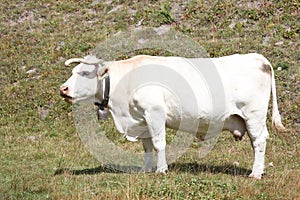 white charolais cow in the alps