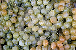 WHITE CHASSELAS GRAPES vitis vinifera