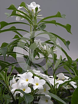 White chatter flower