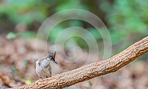 A White cheek bul bul perching on a tree