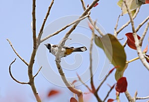 White cheek bulbul sitting on colorful tree