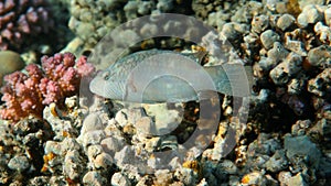 White Cheek-lined wrasse Oxycheilinus digramma