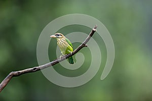 White Cheeked Barbet