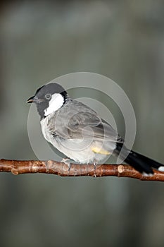 White-Cheeked Bulbul