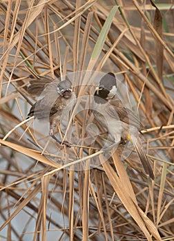 White-cheeked bulbul feeding her chick