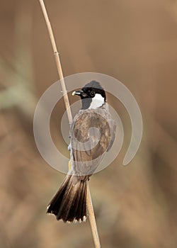 White-cheeked bulbul with food to feed her chick