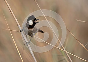 White-cheeked bulbul perched on reed