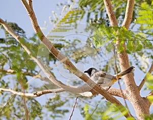White cheeked bulbul on a thorny tree