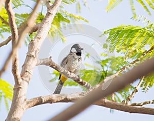 White cheeked bulbul on a thorny tree