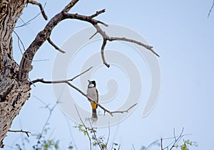White cheeked bulbul on a thorny tree