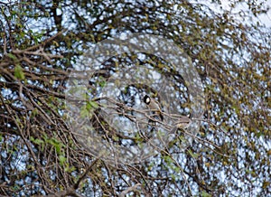 White cheeked bulbul on a thorny tree