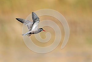 White-cheeked flying at Buaiteen coast