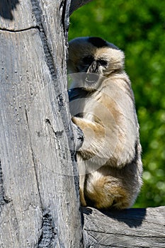 White Cheeked Gibbon