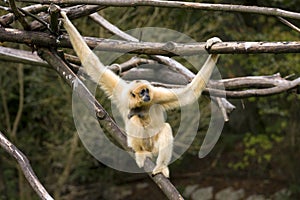 White-Cheeked Gibbon