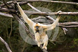 White Cheeked Gibbon