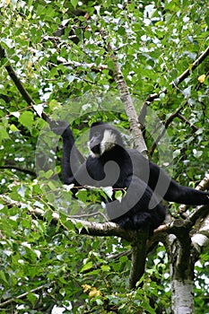 White cheeked gibbon