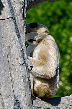 White Cheeked Gibbon 4