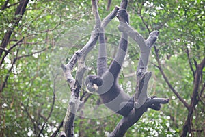 White cheeked gibbon
