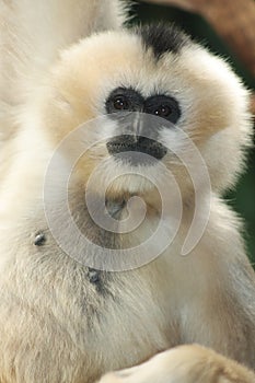 White-cheeked Gibbon