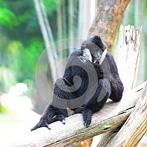 White-cheeked Gibbon photo